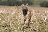 BOUVIER DES ARDENNES 247